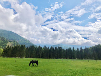 Horses in a field