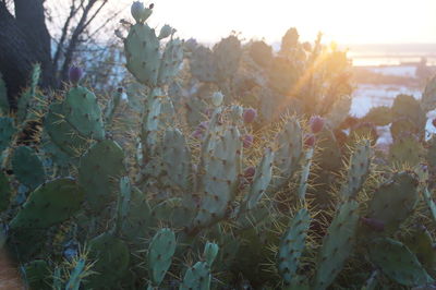 Close-up of flowering plants on field