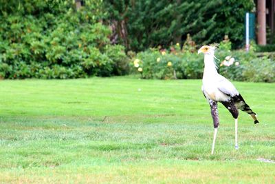 Side view of a bird on field