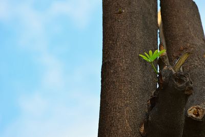 Low angle view of plants against sky