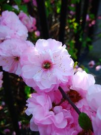 Close-up of pink cherry blossoms