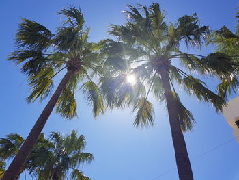 Low angle view of coconut palm trees against clear sky