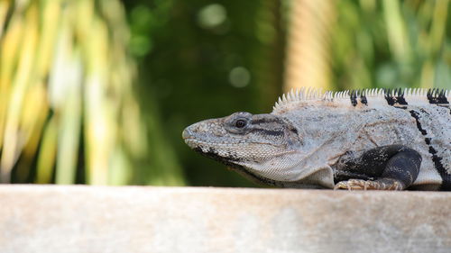 Iguana close-up