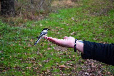 Close-up of bird perching on hand