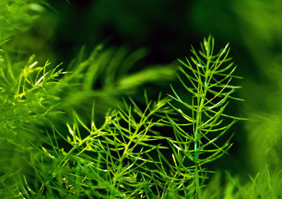 Freshness green fine leaves of asparagus fern on a natural background