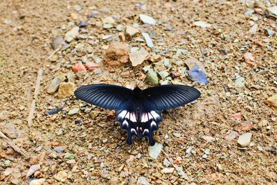 High angle view of insect on beach