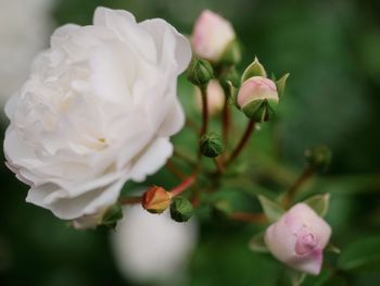 Close-up of pink rose flower