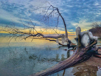 Bare tree by driftwood on beach against sky