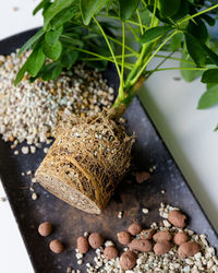 Close-up of food on table