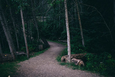 Empty road amidst trees at forest