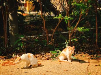 Cats sitting in a field