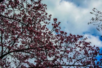 Low angle view of cherry tree against sky