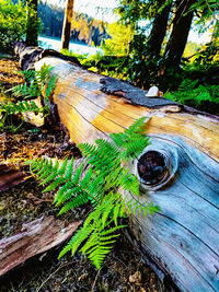 High angle view of tree trunk by plants