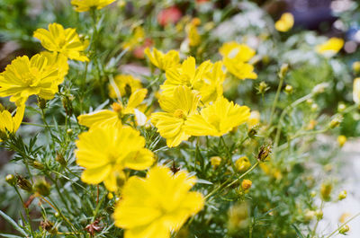 Close-up of yellow flowering plant on field