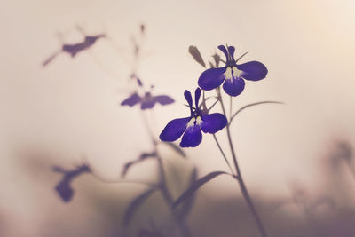 Close-up of flowers