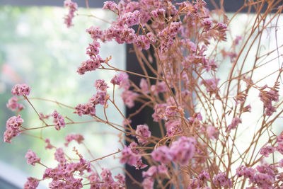 Close-up of pink cherry blossoms in spring