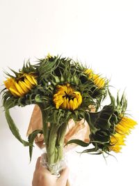 Close-up of sunflowers against white background