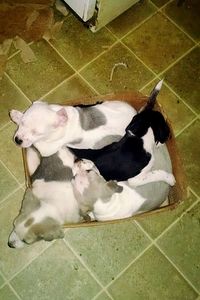 High angle view of dog sleeping on ground