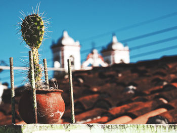 Close-up of cactus plant against building