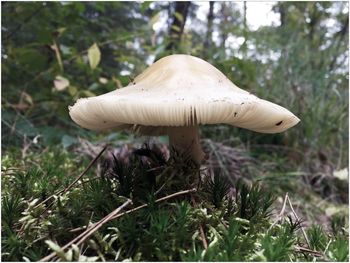 Close-up of mushroom growing on field