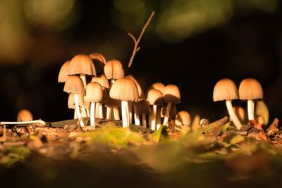 Close-up of mushrooms on field