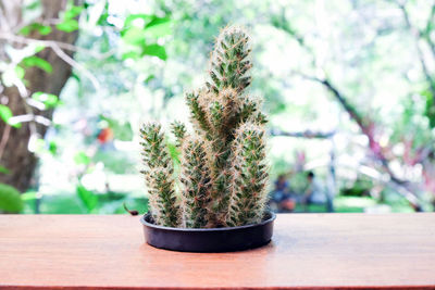 Close-up of cactus plant in pot