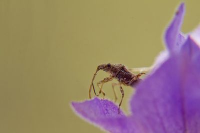 Close-up of insect on purple flower