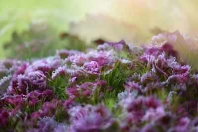 Close-up of purple flowers