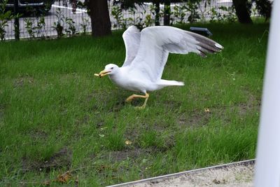 Seagull flying over a field