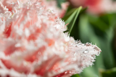 Close-up of water drops on pink flower