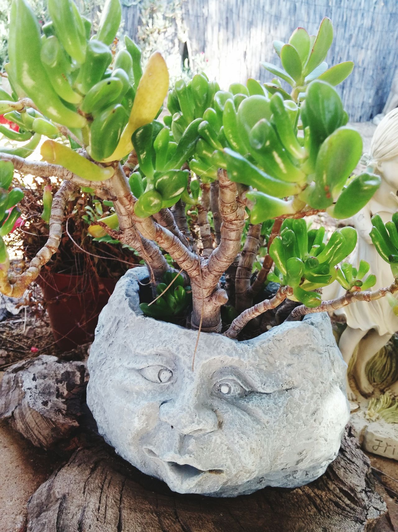 Planter face