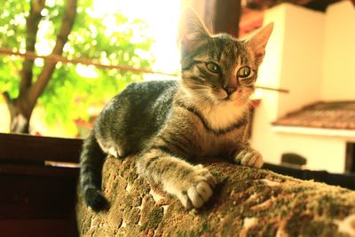 Close-up of a cat