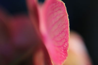 Close-up of pink flower