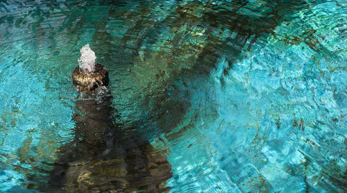 High angle view of turtle in swimming pool