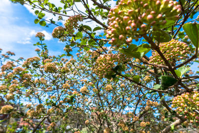 Low angle view of tree against sky