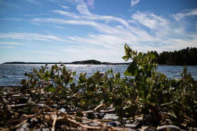 Plants growing by lake against sky