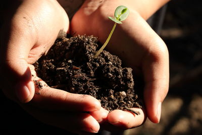 Close-up of person hands holding seedling with soil