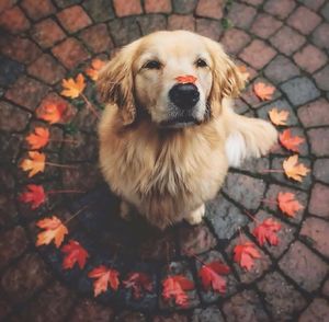 High angle portrait of dog on cobblestone