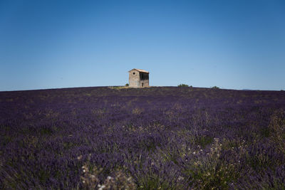 Old stone house in lavender field