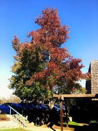 Low angle view of tree against clear sky