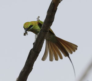 Low angle view of parrot perching on tree against sky