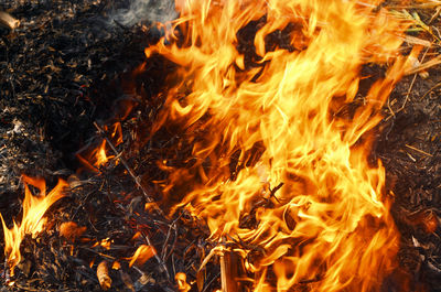 Close-up of firewood burning