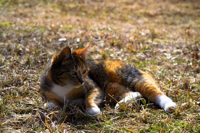 Cats relaxing on field