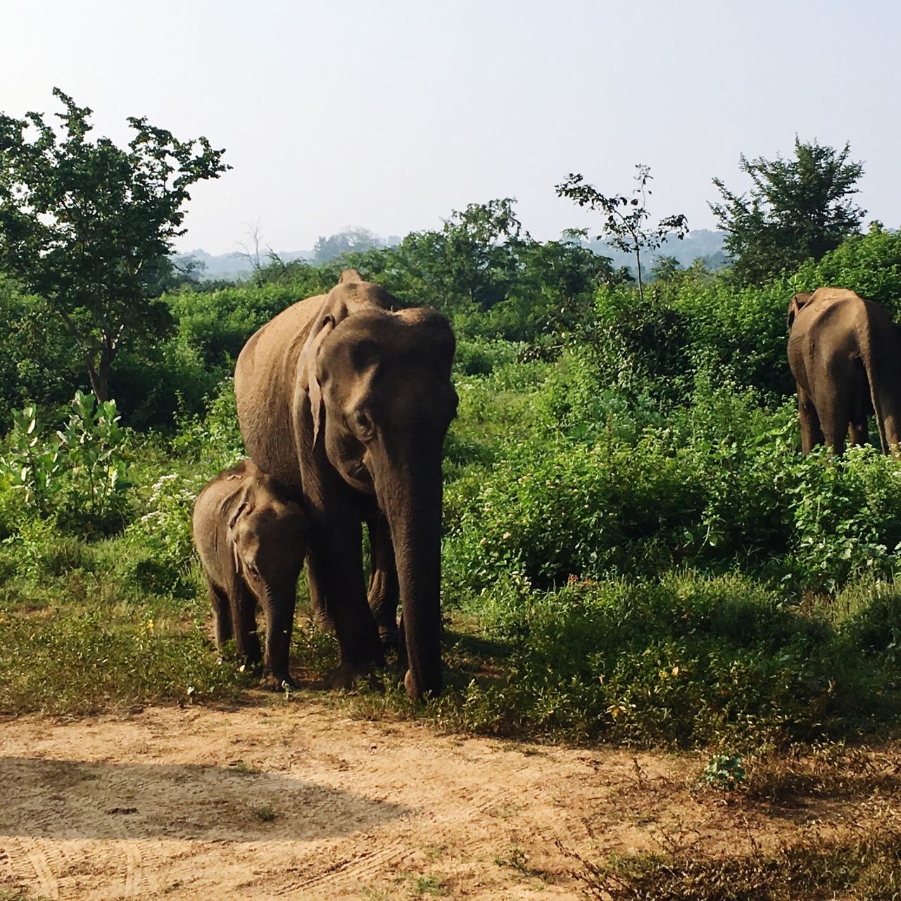 Udawalawe National Park