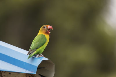 Close-up of parrot perching on leaf