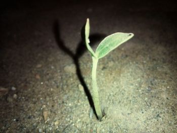 Close-up of leaves