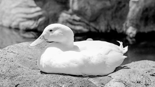 Close-up of swan