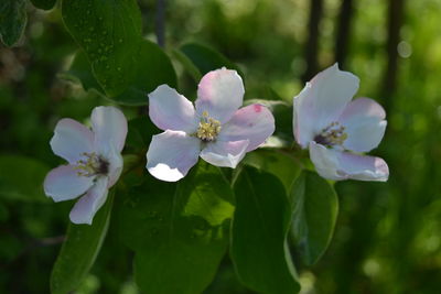 Close-up of purple flowering plant