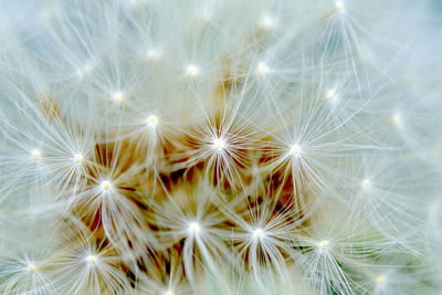 Full frame shot dandelion 