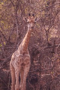 Portrait of giraffe in forest